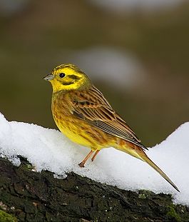 Овсянка Emberiza citrinella.jpg