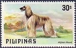 Afghan-Hound-Canis-lupus-familiaris Philippines 1979.jpg