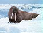 Noaa-walrus22.jpg