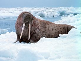 Noaa-walrus22.jpg