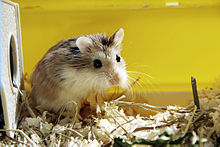 Roborofskiohamster.jpg