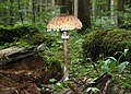 Parasol-Macrolepiota-procera.jpg