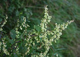 Fallopia dumetorum.jpg