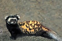 Marbled polecat.jpg