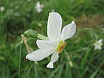 Narcissus angustifolius.jpg