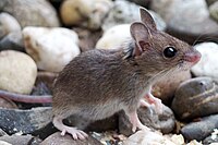 180702-Waldmaus-02.jpg