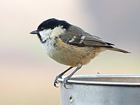 Coal Tit (6702575317).jpg