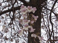 Цветки Paulownia fortunei