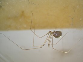 Паук-сенокосец Pholcus phalangioides