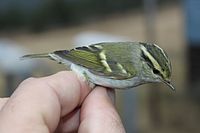 PhylloscopusProregulusCHS.jpg