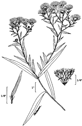 Symphyotrichum novi-belgii.png