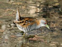 Baillon's crake.jpg