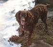 Boykin Spaniel Cropped.jpg