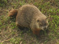 DogGroundHog-small.jpg