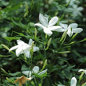 Jasminum officinale-IMG 3470.jpg