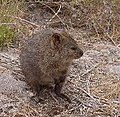 Quokka2.jpg