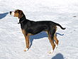 Finnish Hound.jpg