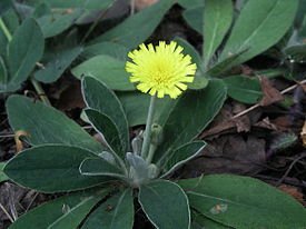 Hieracium pilosella (Mouse-ear).jpg