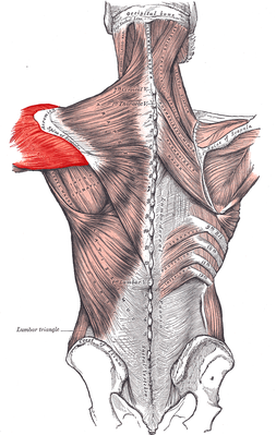 Deltoideus posterior.PNG