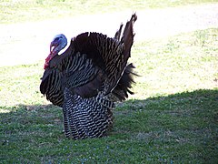 Turkey (6053190637).jpg