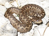 Vipera ursinii macrops.jpg