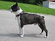 Boston-terrier-carlos-de.JPG