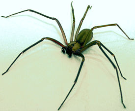 Brown-recluse-2-edit.jpg