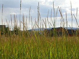 Elymus repens (3900638448).jpg