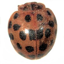 Epilachna vigintioctopunctata.jpg