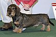 Wire-haired Dachshund Profil.jpg