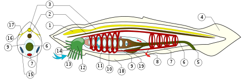 BranchiostomaLanceolatum PioM.svg