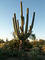 A-Very-Old-Saguaro-right-outside-the-Saguaro-National-Park-Arizona.jpg