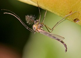 Самец Chironomus plumosus