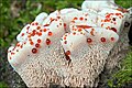 Hydnellum ferrugineum