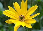 HelianthusTuberosus.jpg