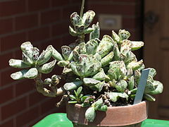 Adromischus cooperi