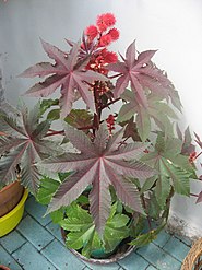 Ricinus communis.JPG