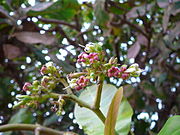 Anacardium occidentale 0012.jpg