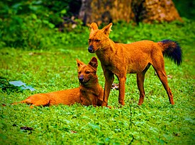 Dholes (cropped).jpg