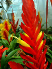 Bromeliaceae02.jpg