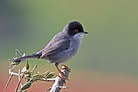 Sardinian Warbler.jpg