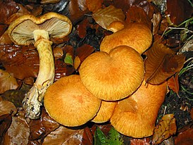 Gymnopilus spectabilis