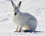 Arctic Hare 1.jpg