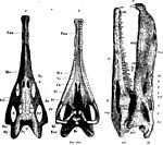 Nicrosaurus1Zittel.jpg