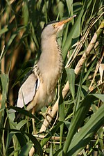 47-090506-little-bittern-at-upper-ford-near-Sigri-.jpg