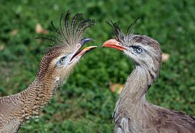 Cariama cristata Vienna2008.jpg