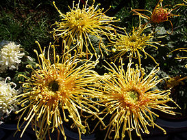 ChrysanthemumMorifolium8.jpg