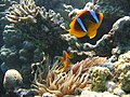 Amphiprion bicinctus