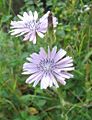 Lactuca tuberosa