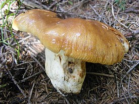 Russula foetens.JPG